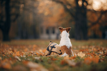 dog near bag in the autumn park. Jack Russell Terrier in nature. pet outdoors