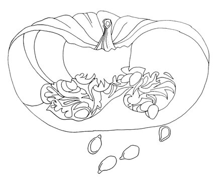 recommend clip art: Black line art cut orange pumpkin and seeds isolated on white hand-drawn. October autumn object for coloring book, sticker, halloween, card, background, wrapping