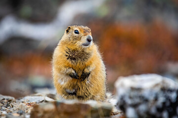 Arctic ground squirrel close up portrait at day