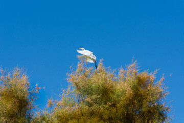 Stork