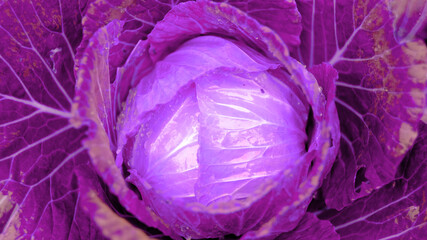 Organic cabbage farm healthy vegetables food
