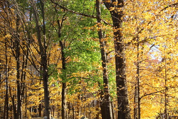 Fototapeta premium Autumn trees in the wild.