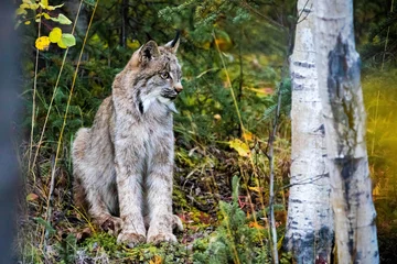 Gordijnen Close-up wild lynx portret in het bos wegkijkend van de camera © PhotoSpirit