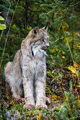 Close up wild lynx portrait in the forest looking away from the camera