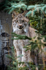 Close up wild lynx portrait in the forest looking at the camera