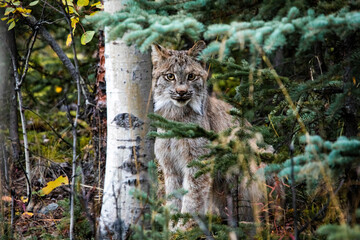 Close up wild lynx portrait in the forest looking at the camera © PhotoSpirit