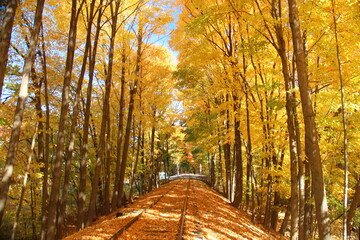 Naklejka na ściany i meble Autumn trees in the rail track sides.