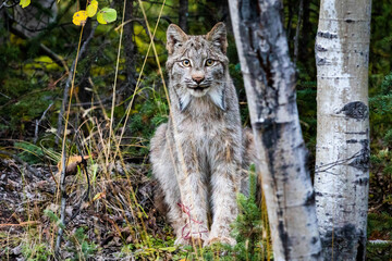 Close up wild lynx portrait in the forest looking at the camera