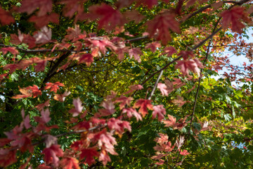 flowers in the garden