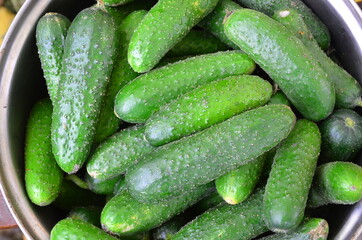Fresh juicy cucumbers are in a metal saucepan.