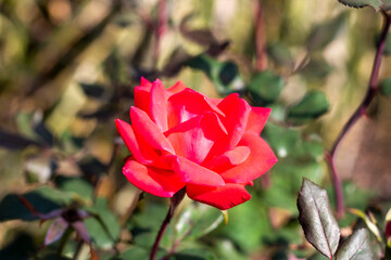 red rose in garden