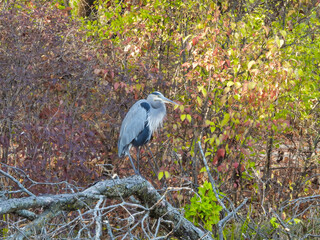 Great Blue Heron Bird Perched on a Fallen Tree on Lake Shore with Fall Colored Leaves in Background on a Beautiful October Autumn Day