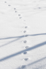 足跡　雪