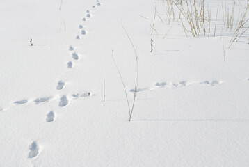 足跡　冬　雪　枯れ草