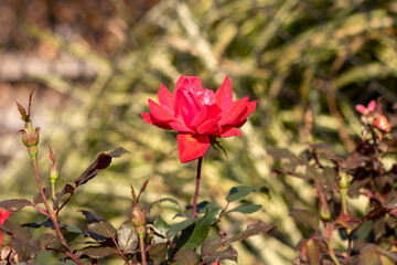 red flower in the garden