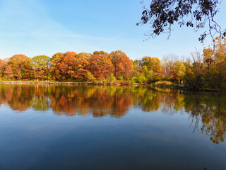 Stunning Fall Scene of Forest of Trees Filled with Leaves in Fall Colors of Yellow, Orange, Brown Reflected in Lake Water with Bright Blue Sky and Clouds in Background