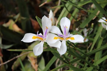 Obraz na płótnie Canvas Africa iris - White flowers with yellow and purple strip on the center.
