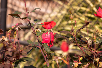 red rose buds