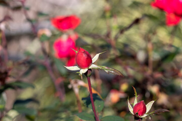 red rose bud