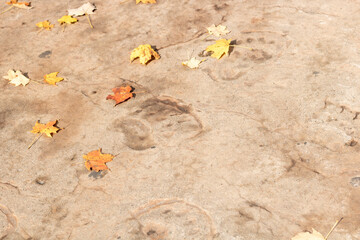 foot print