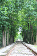 Fototapeta na wymiar Green tall trees in the side of the rail track.