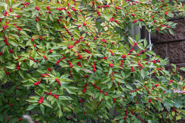 red and green leaves