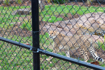 leopard in zoo