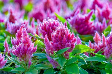 close up of a flower
