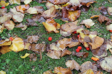 dead brown leaves and few red berries on ground.