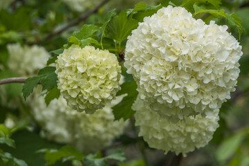 close up of a white hydrangea