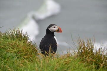 puffins ,birds, standing in their natural habitat at a cliff by the ocean in Iceland.