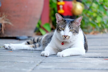  cat look at camera while relax on ground , lazy cat