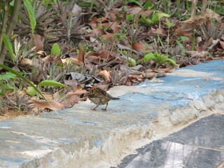 Tico Tico - The Bird 
