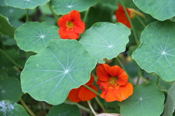 Orange flowers with big green leaves.