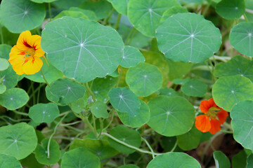 Yellow and orange flowers with big green leaves.