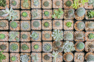 pattern of mixed succulents cactus plant in pot, top view