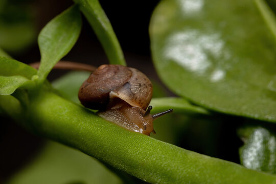 Asian Tramp Snail