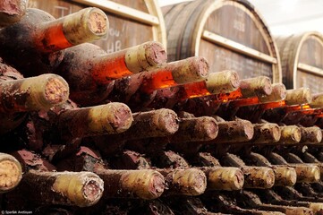 wine bottles in a vineyard