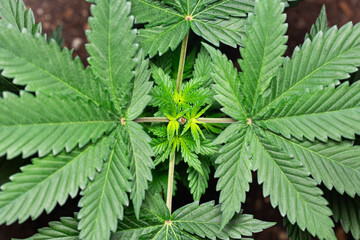 Topping marijuana, Growing cannabis indica 