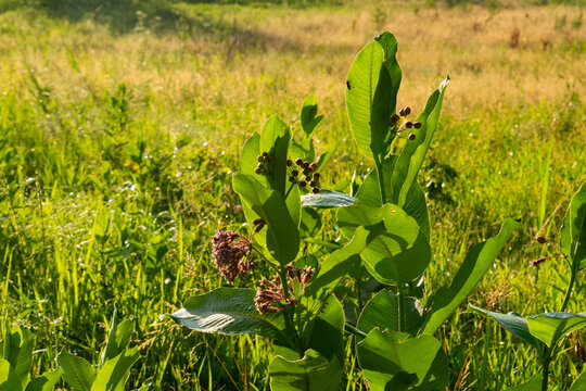 Milkweed Plant