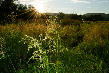 field glare