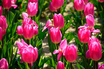 チューリップ畑