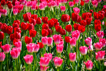 チューリップ畑