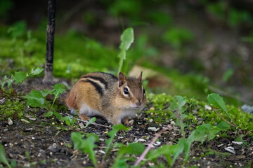 chipmunk