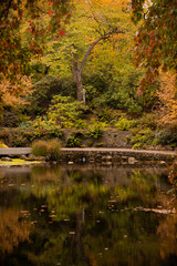 Autumn foliage reflecting over pond in Portland Oregon