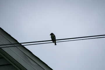 bird on a wire
