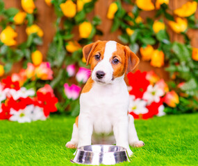 Jack russell terrier puppy lies in front of an empty bowl on the grass on the lawn of the local area against the background of a blooming hedge