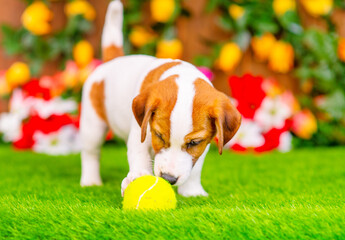 Jack russell terrier puppy lies in an embrace with a yellow ball on the grass on the lawn of the local area against the background of a flowering hedge