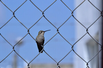 Colibrí en reja