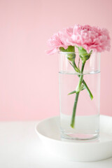 carnation in glass vase